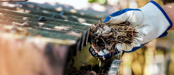 Pine Needle Gutter Cleaning in Johnson City